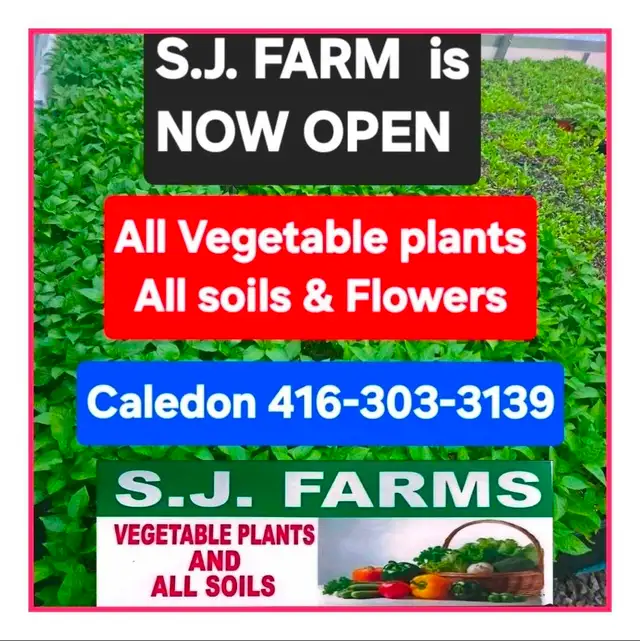 Vegetable Plants, Soil