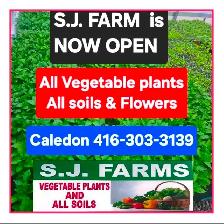 Vegetable Plants, Soil