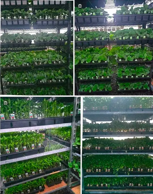 Vegetable Plants, Soil - Photo 2