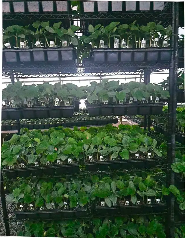 Vegetable Plants, Soil - Photo 3