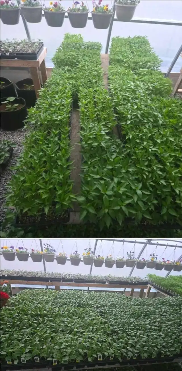 Vegetable Plants, Soil - Photo 4