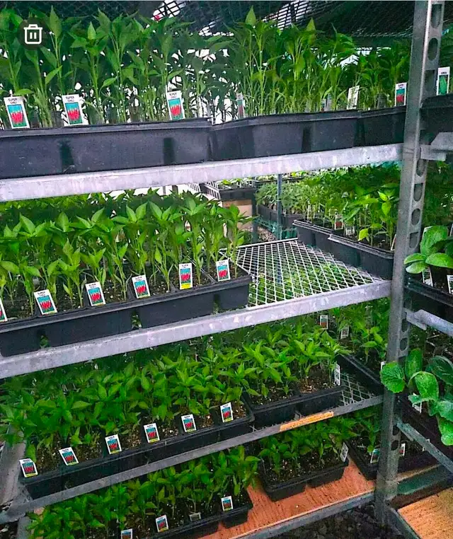 Vegetable Plants, Soil - Photo 5