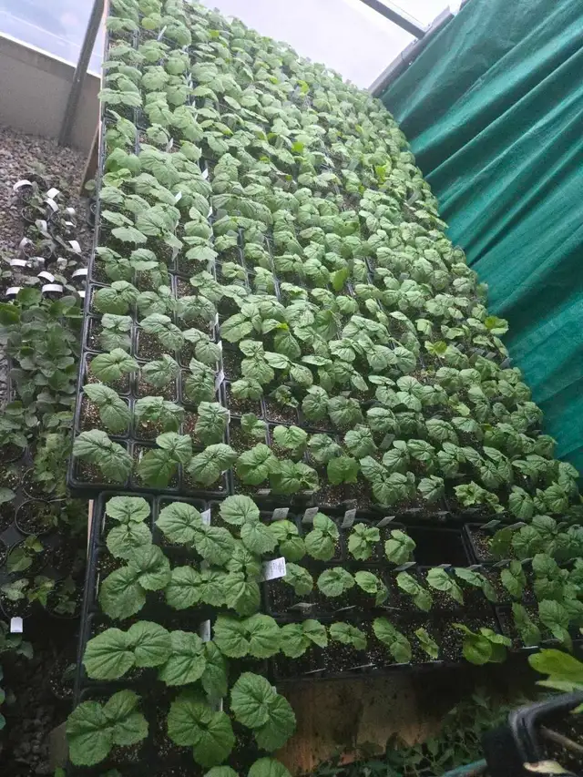 Vegetable Plants, Soil - Photo 6