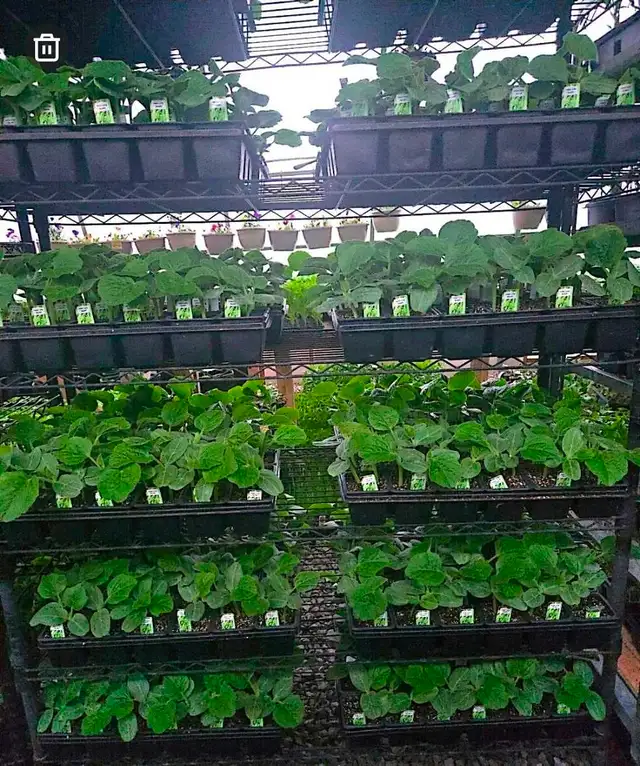 Vegetable Plants, Soil - Photo 7