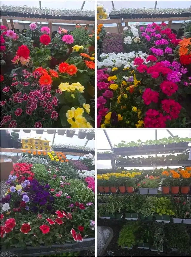 Vegetable Plants, Soil - Photo 9