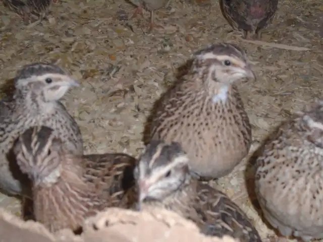 POULES ET POULETTES - Photo 3