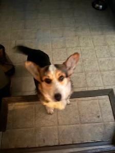 Female tri Corgi