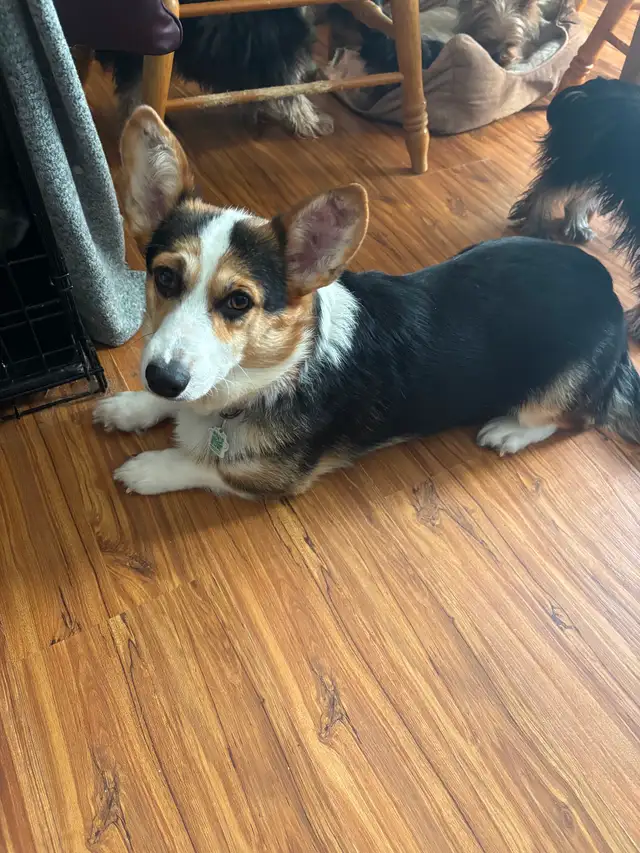 Female tri Corgi - Photo 2