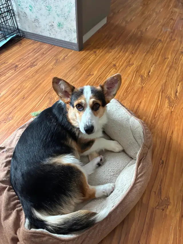 Female tri Corgi - Photo 3