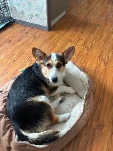 Female tri Corgi - Photo 3