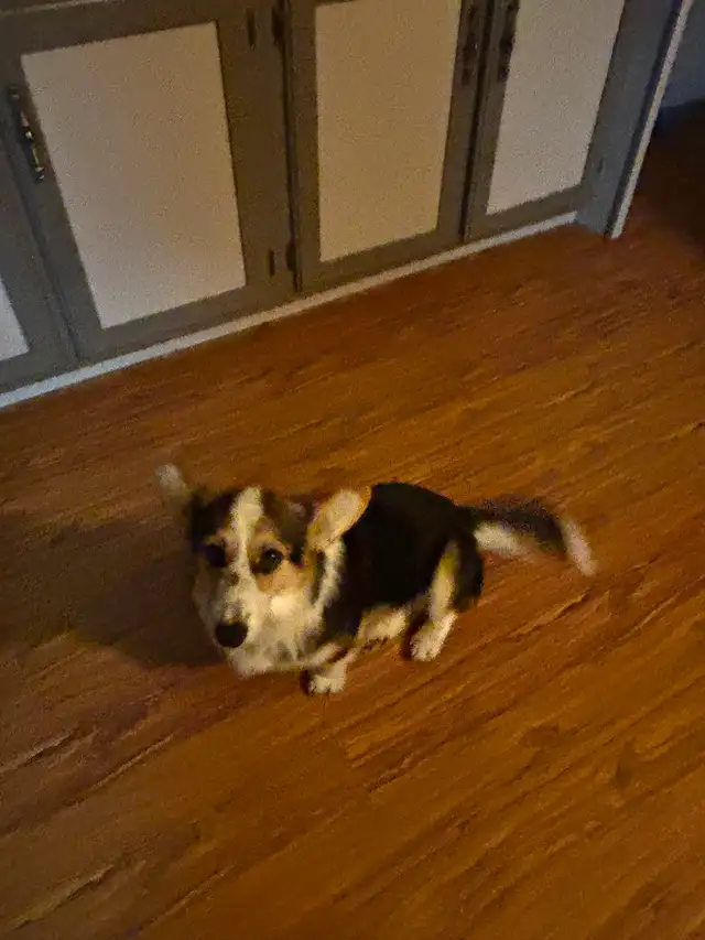 Female tri Corgi - Photo 4