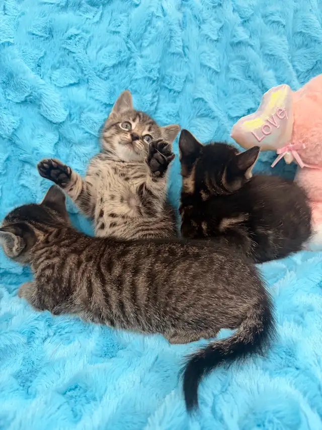 ❤️Bengal mix kittens -647-317-3197 - Photo 4