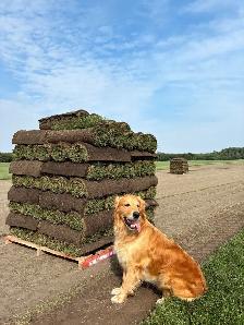 FARM FRESH SOD