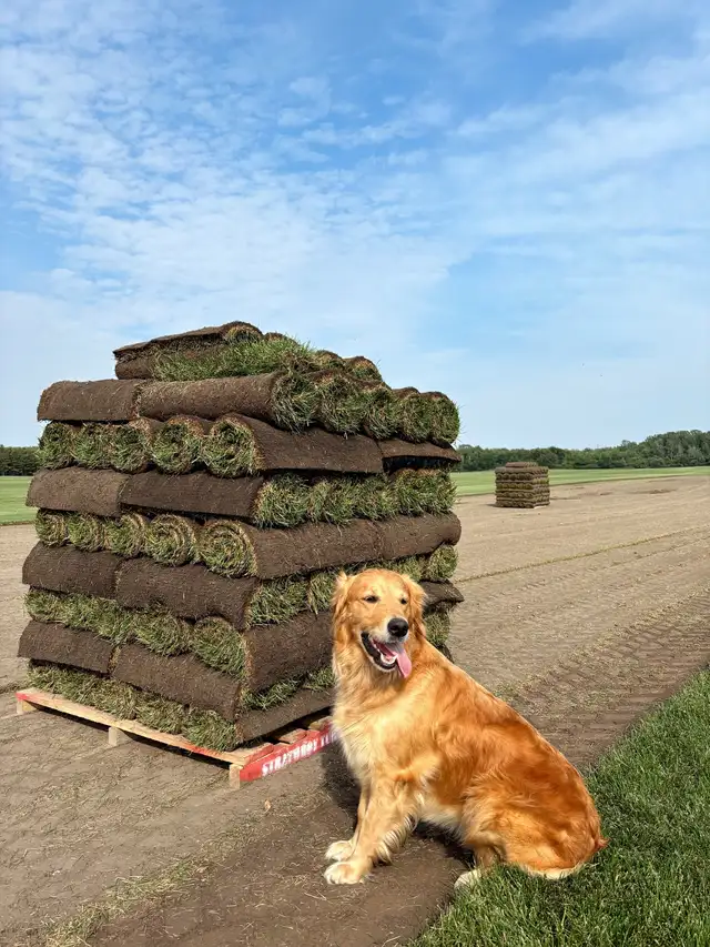 FARM FRESH SOD AVAILABLE