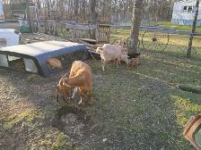 Goats with Kidds