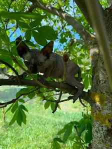 sphynx kittens