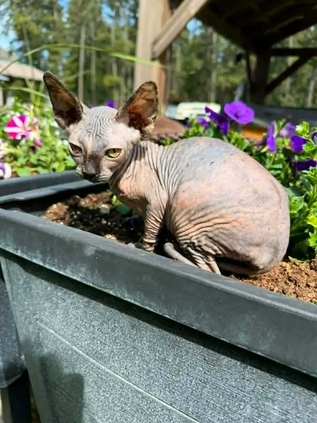 sphynx kittens - Photo 2