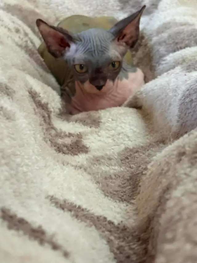 sphynx kittens - Photo 3