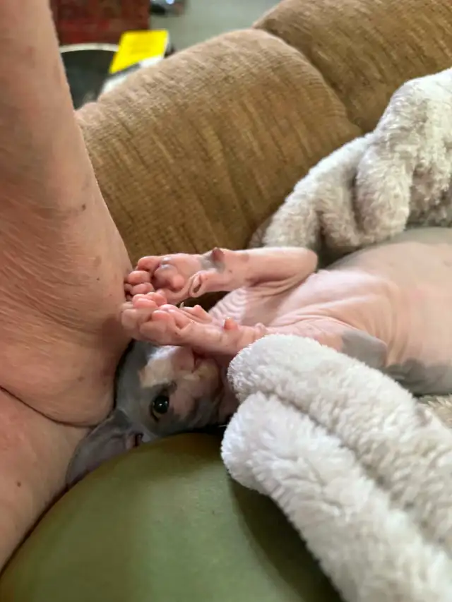 sphynx kittens - Photo 4