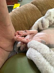 sphynx kittens - Photo 4