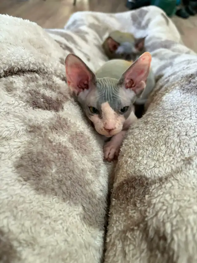 sphynx kittens - Photo 5