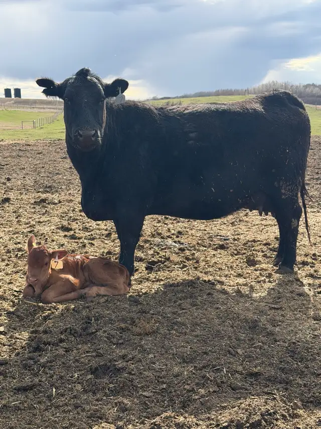 Simmental Angus Pairs