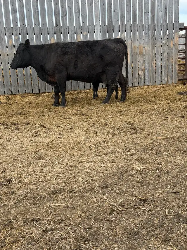 Simmental Angus Pairs - Photo 2