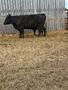 Simmental Angus Pairs - Photo 2