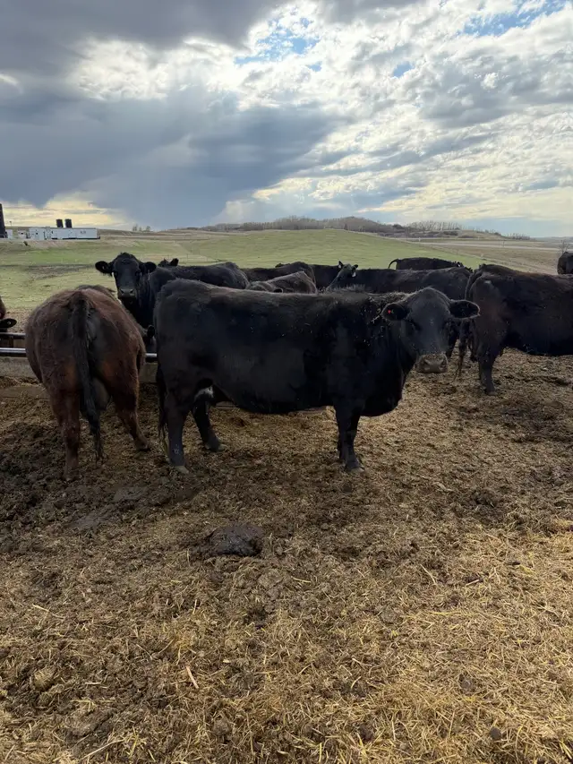 Simmental Angus Pairs - Photo 3