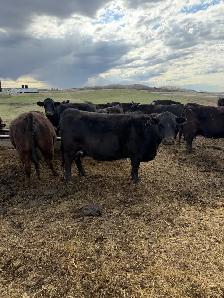Simmental Angus Pairs - Photo 3