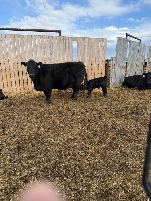 Simmental Angus Pairs - Photo 4