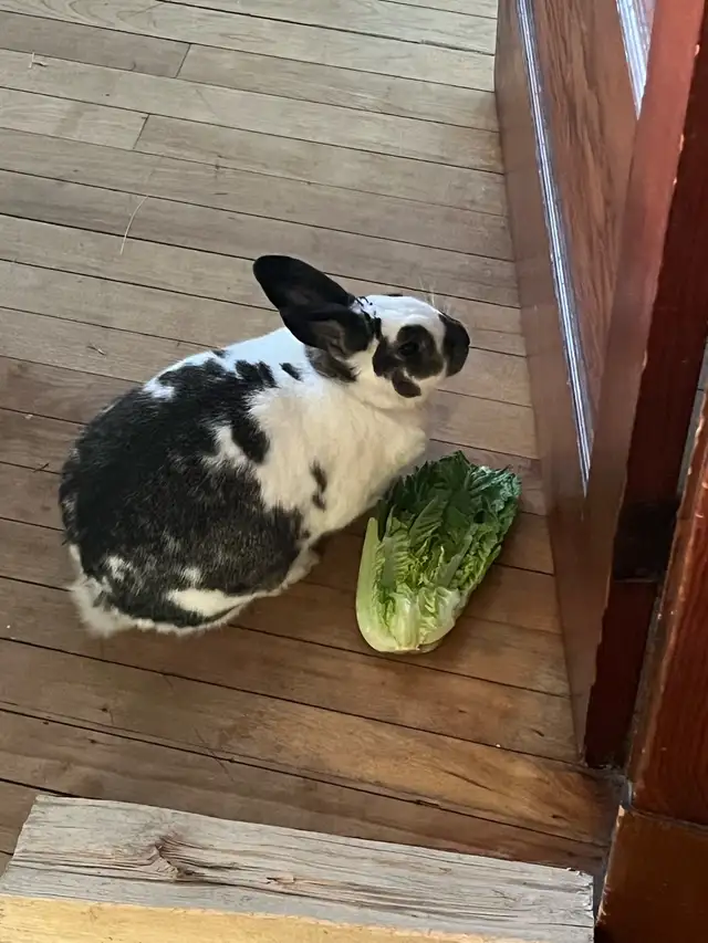 free bunny