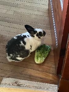 free bunny