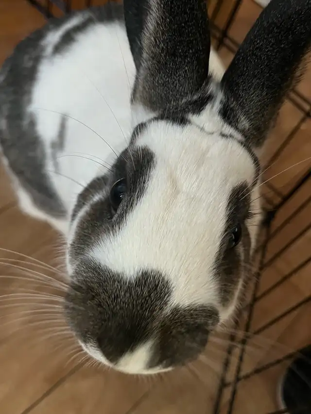 free bunny - Photo 3