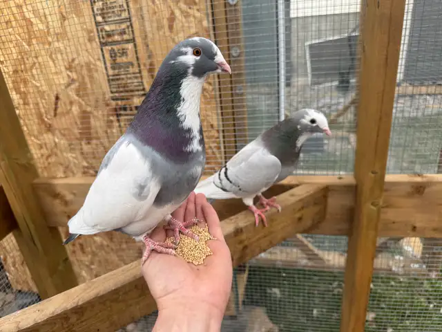 Tame Show Racer Pigeons to good home only! $50 for the pair.