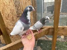 Tame Show Racer Pigeons to good home only! $50 for the pair.