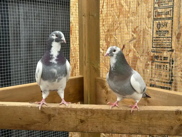 Tame Show Racer Pigeons to good home only! $50 for the pair. - Photo 2