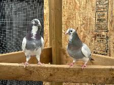 Tame Show Racer Pigeons to good home only! $50 for the pair. - Photo 2