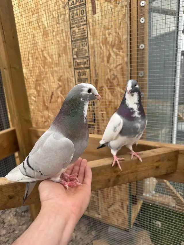 Tame Show Racer Pigeons to good home only! $50 for the pair. - Photo 3