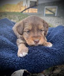 Mini Double Doodle Puppies