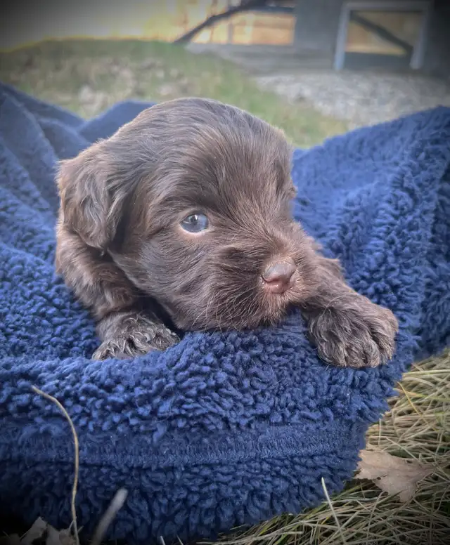 Mini Double Doodle Puppies - Photo 2