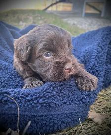 Mini Double Doodle Puppies - Photo 2