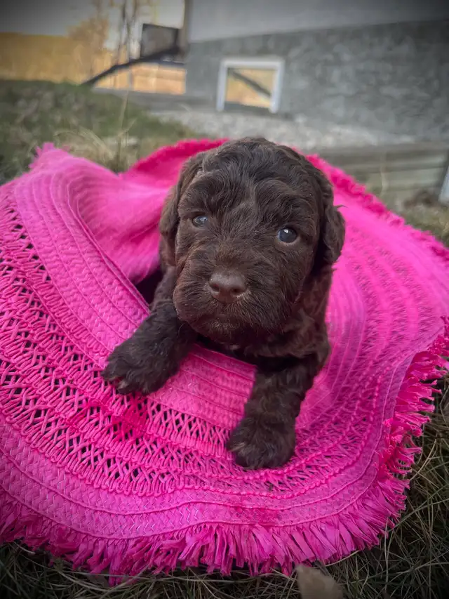 Mini Double Doodle Puppies - Photo 3