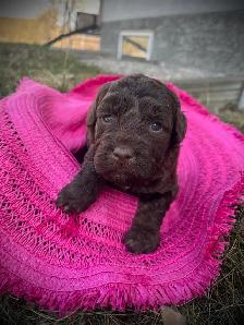 Mini Double Doodle Puppies - Photo 3