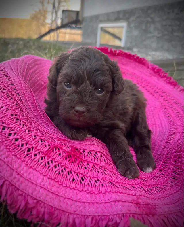 Mini Double Doodle Puppies - Photo 4