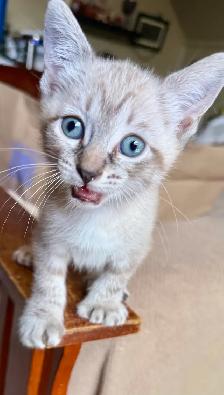Highland Lynx Kitten  – Polydactyl Snow Leopard Female