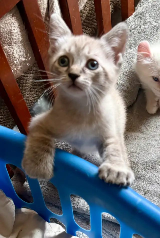 Highland Lynx Kitten  – Polydactyl Snow Leopard Female - Photo 2