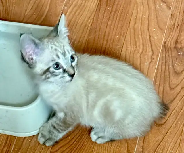 Highland Lynx Kitten  – Polydactyl Snow Leopard Female - Photo 3