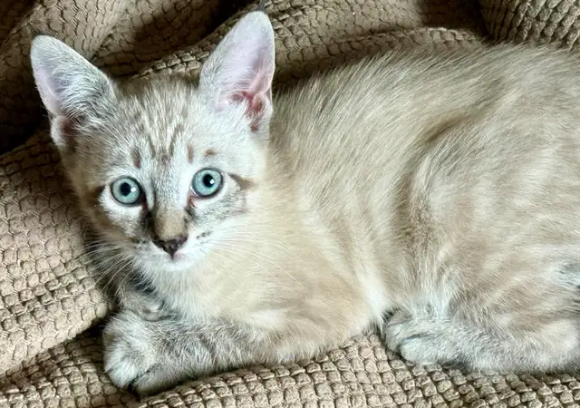 Highland Lynx Kitten  – Polydactyl Snow Leopard Female - Photo 4