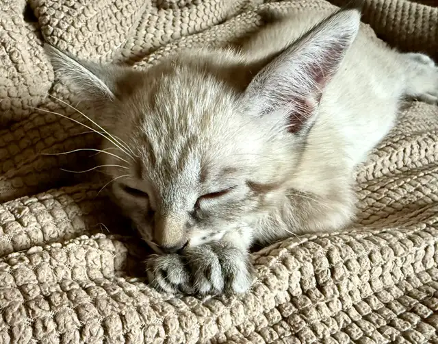 Highland Lynx Kitten  – Polydactyl Snow Leopard Female - Photo 5